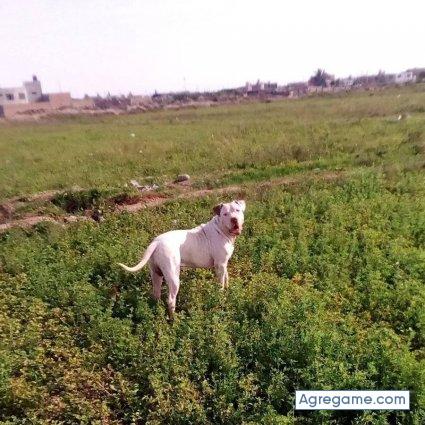anderssonjayo chico soltero en Puerto Pisco