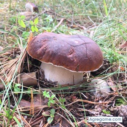 jesusmari8931 chico soltero en Valle De San Lorenzo