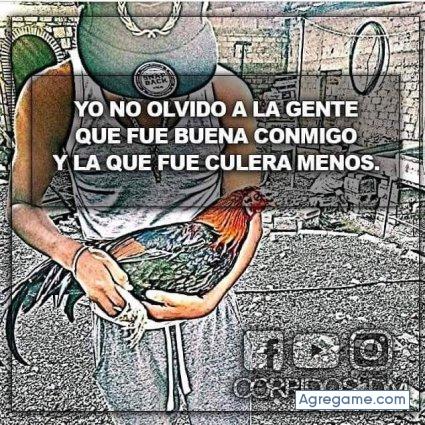 goloskipripleg chico soltero en Dallas