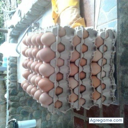 chuhox chico soltero en Choroní