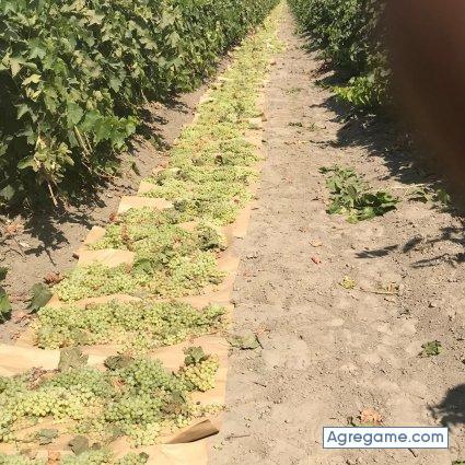 galloramos chico soltero en Morristown