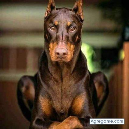 Pgarlop chico soltero en Nuevo Casas Grandes