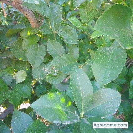 Swety62 chico separado en El Altet