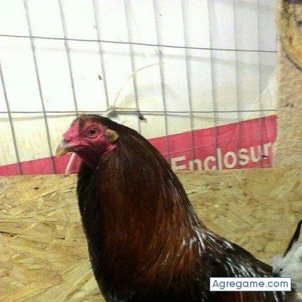 juancamany chico soltero en Tulare