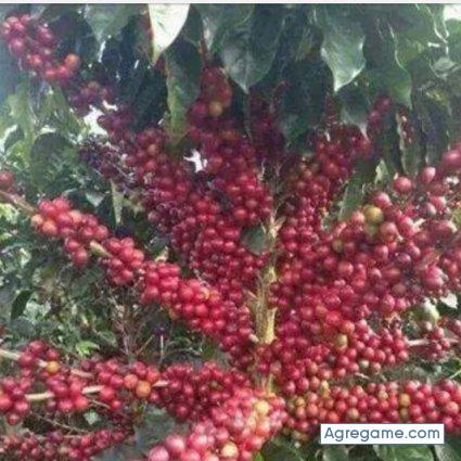 mejia1979 chico soltero en Lubbock