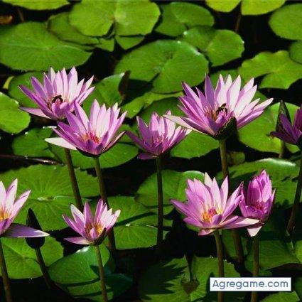 davidsalazar4367 chico soltero en Arcelia