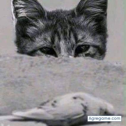 jesusrian chico soltero en Motupe