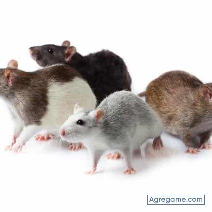 jairo_765 chico soltero en Santiago