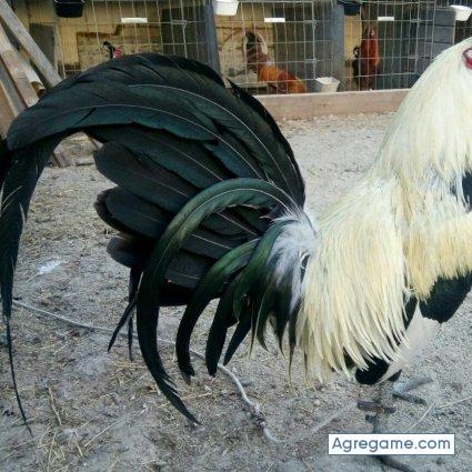 Carlitosrodriguez chico soltero en South Plainfield