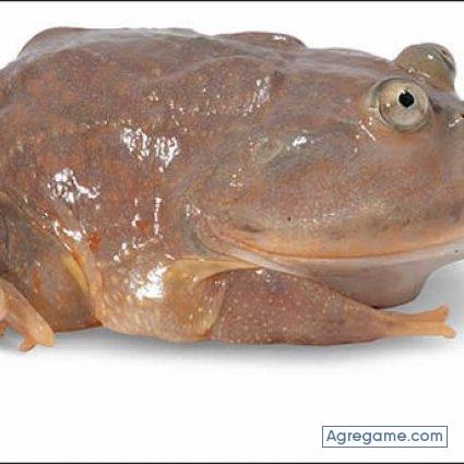 chuydesorbitado chico soltero en Durango