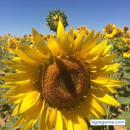 pedro140964 chico soltero en Medina De Rioseco