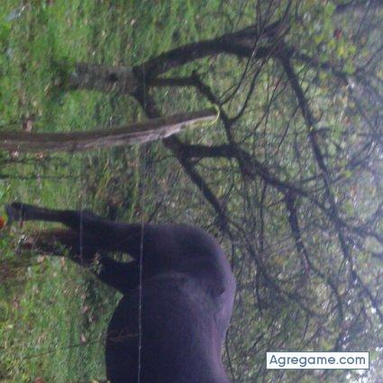 kimetz chico soltero en Hernani