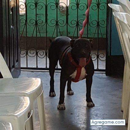 Troza20 chico soltero en Capira