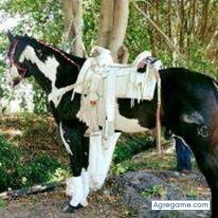 luistapia5937 chico soltero en Jonacatepec