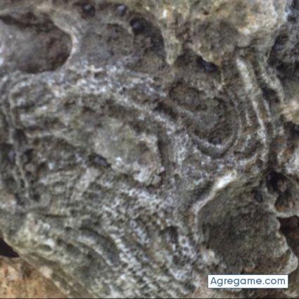 Chicotazo007 chico soltero en Santiago De Los Caballeros