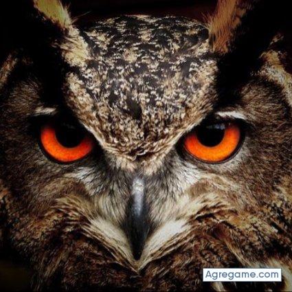 Sokot chico soltero en Stafford