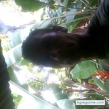 rayoi chico soltero en Guanta