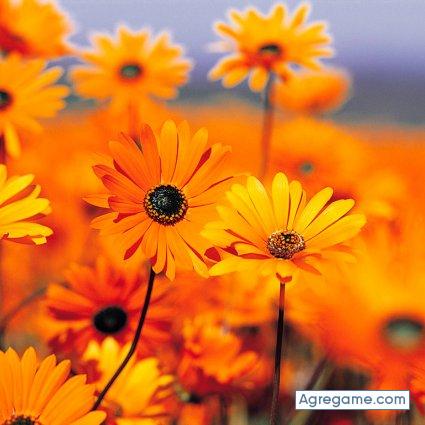 CORINO chico soltero en Villafranca De Cordoba