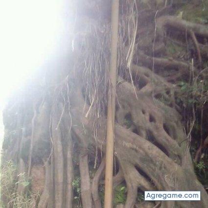 carlosaraujo4395 chico soltero en Aranjuez