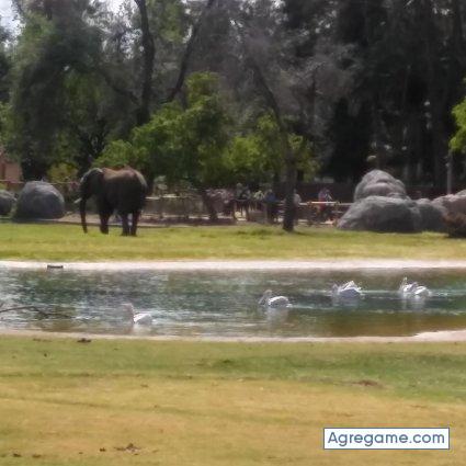 estebanantonio chico soltero en Sacramento