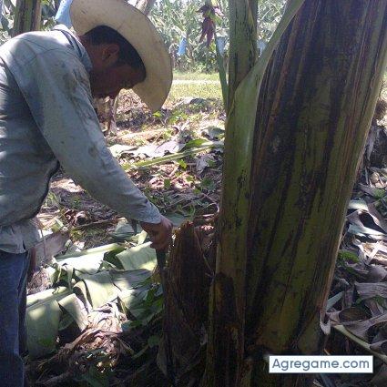 jose1993aj chico soltero en El Estor