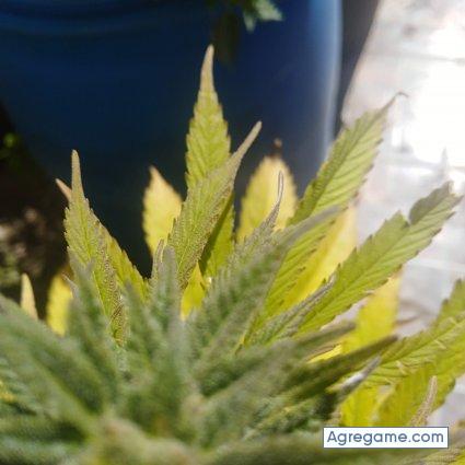 gusmar6805 chico casado en Mar De Cobo