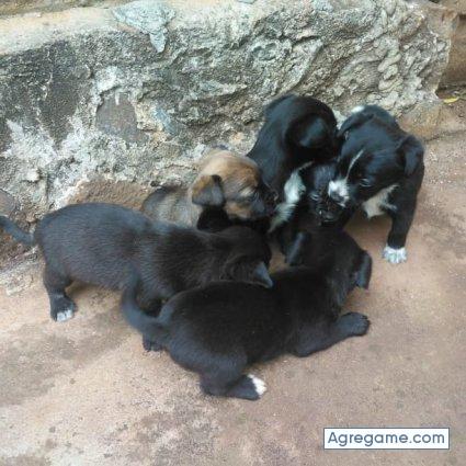 marxsamikkidj chico soltero en Campo Viera