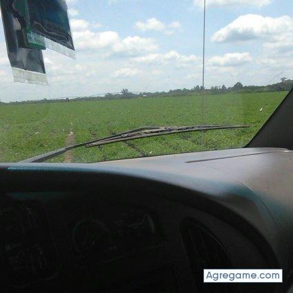 fernandojose5281 chico soltero en Champaign