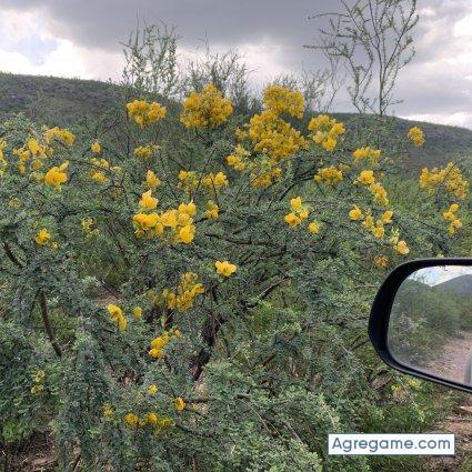 Botello762G chico soltero en Boulder