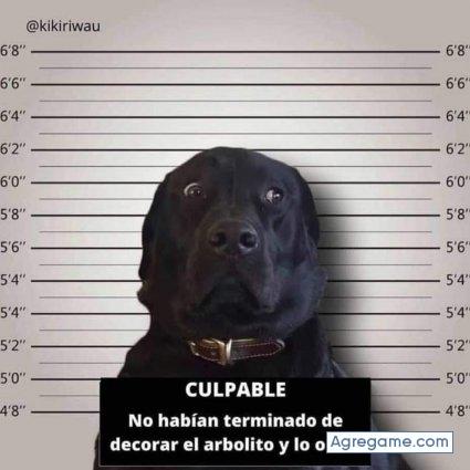 Yoyi1965 chico soltero en Quito