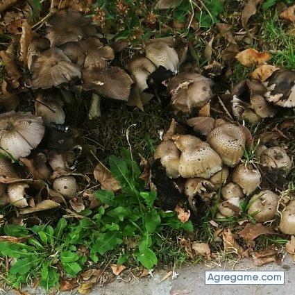 Gera_382019 chico soltero en Tres Arroyos