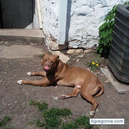 ismaelasamar chico soltero en Morgantown