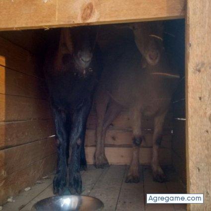 Xivito chico soltero en Celanova