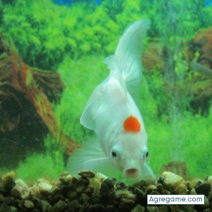 pedrocastillo5314 chico soltero en Yacimiento Río Turbio