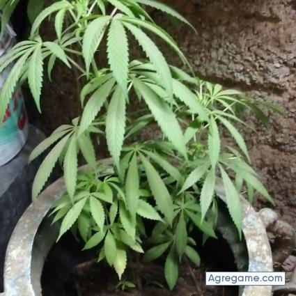 420arreperro1234567 chico soltero en Tlaquepaque