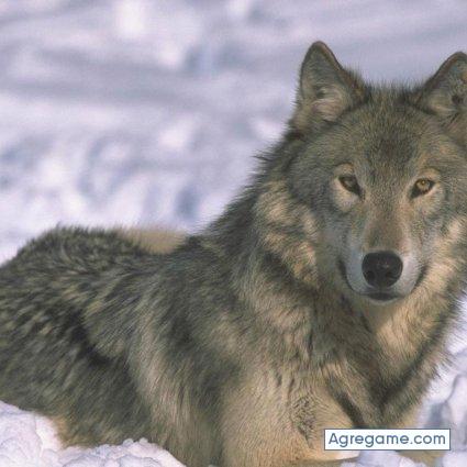 comotuquieras123 chico soltero en Las Huesas