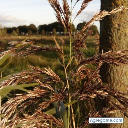 Taniabrigeth chica soltera en 