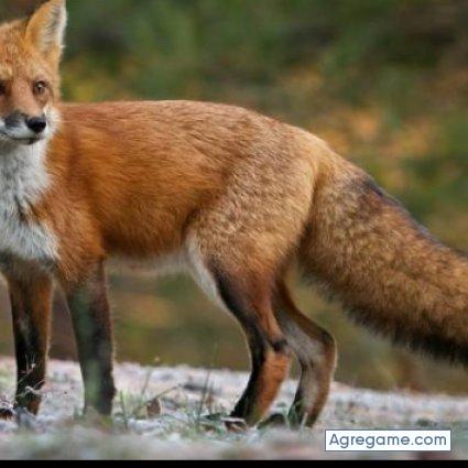 zorroIsmal chico soltero en Tlaquepaque