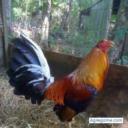 gallode chico soltero en Thomasville