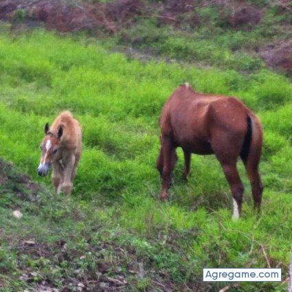 papanteco chico soltero en Alvarado