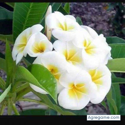 muhend chico soltero en 