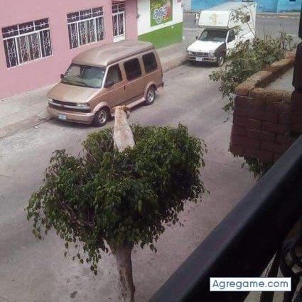 Jhonyx2000 chico soltero en Pisco