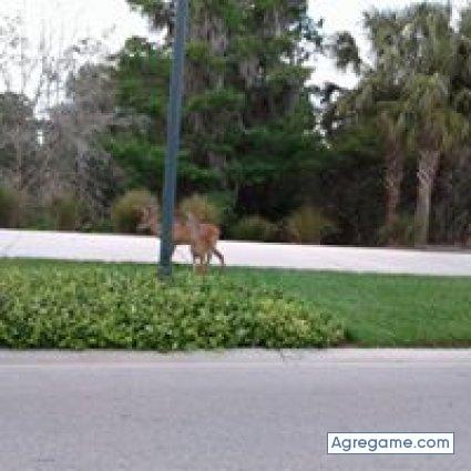 pedrogalbe chico soltero en Bonita Springs