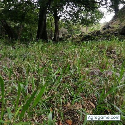 Jameped chico soltero en Natá