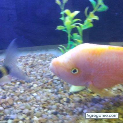 juanchicard chico soltero en Berazategui