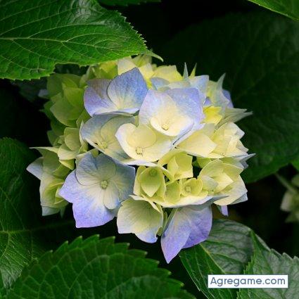 wilimato chico soltero en Altamira