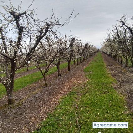 Sejo90 chico soltero en Yuba City