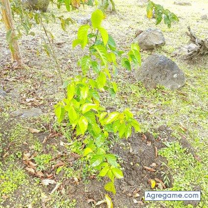 alexvaldes chico soltero en Puerto Limón