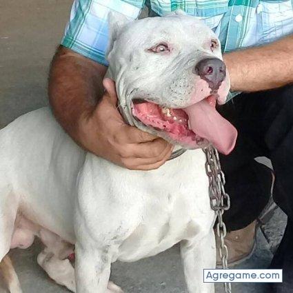 MikeR27 chico soltero en La Ceiba