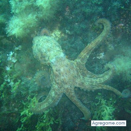 Javi55 chico soltero en Calvià